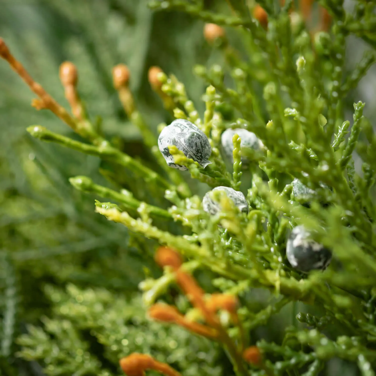 Artificial Mixed Pine & Juniper Garland Green 75"H