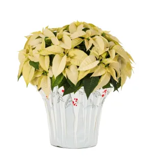 essential 3.5QT Red Poinsettia Live Houseplant Green Foil Cover Indirect Sunlight White with White Foil