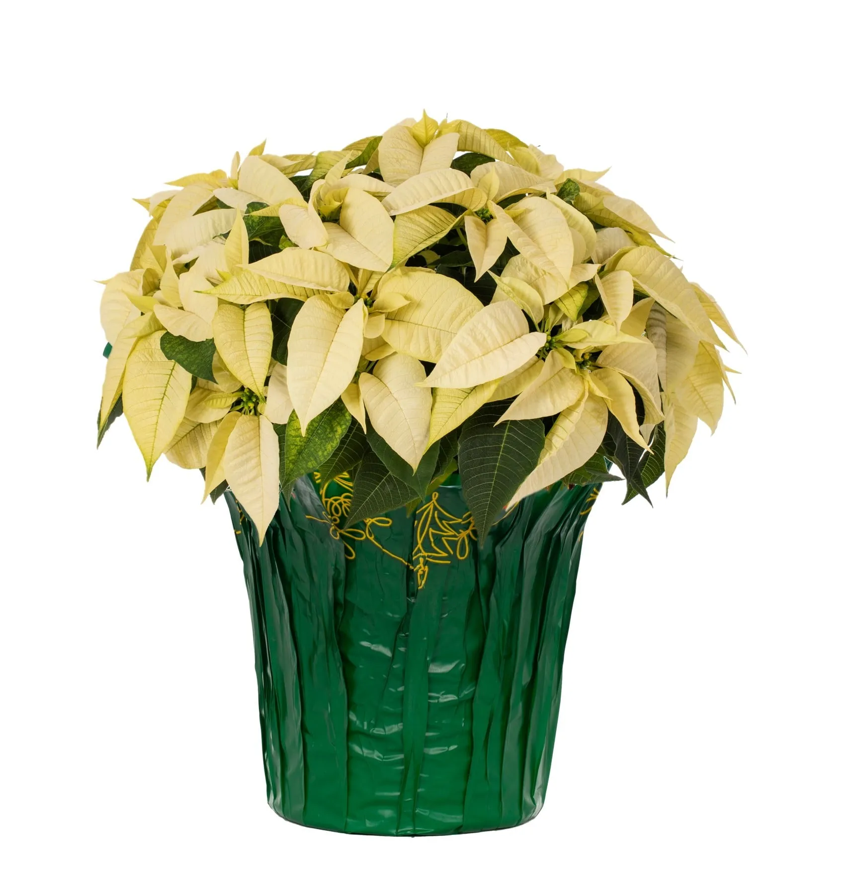 everyday 3.5QT Red Poinsettia Live Houseplant Green Foil Cover Indirect Sunlight White with Green Foil