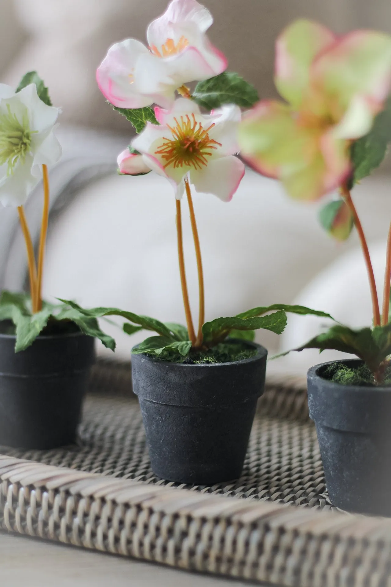 Faux Mini Hellebore in Pots | Set of 3