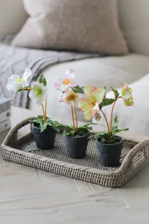 Faux Mini Hellebore in Pots | Set of 3