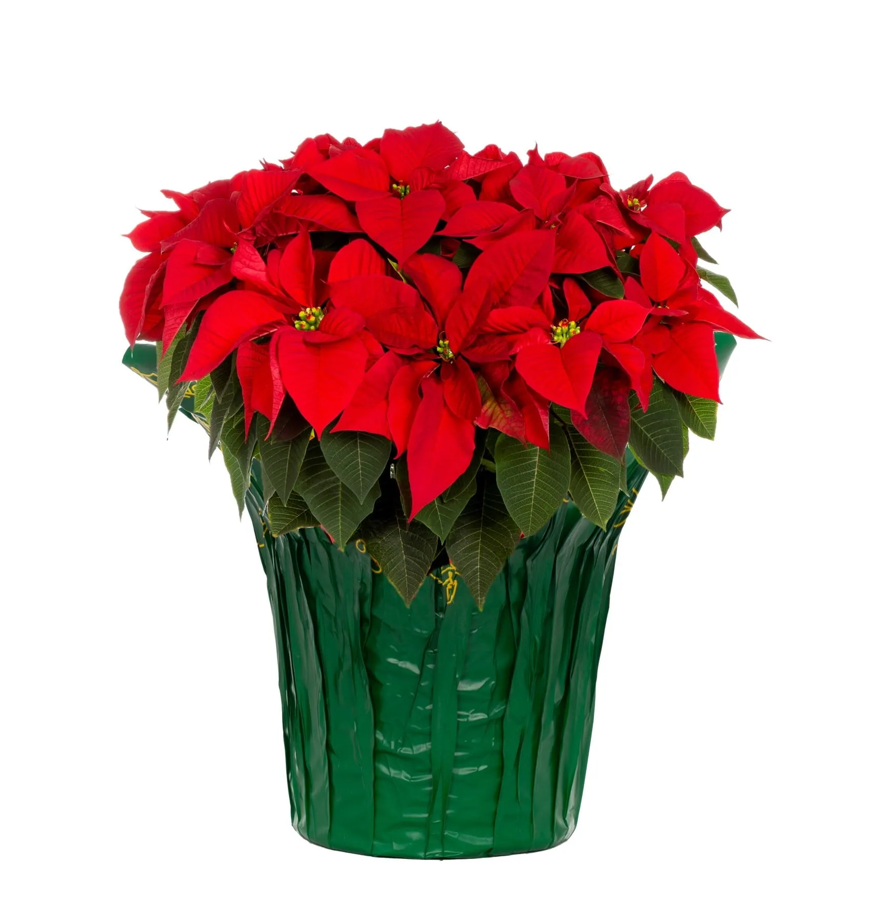 valiant 3.5QT Red Poinsettia Live Houseplant Green Foil Cover Indirect Sunlight Red with Green Foil